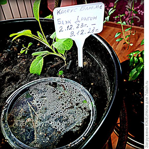 Моя  временнАя   засечка, для  отсчитывания  дней  ожидания  всходов...