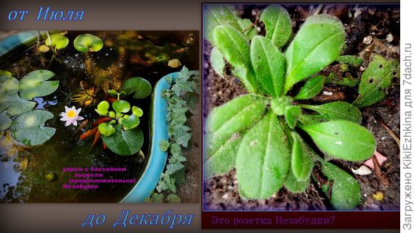 Неужели  у меня  вырос хоть один кустик Незабудок?