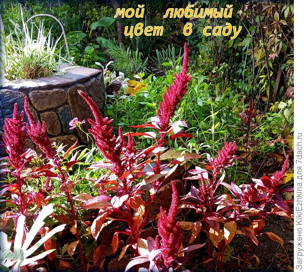 Первый сезон Амаранты у себя выращивала из 7 ростков, собрала семена, теперь всходят самосевки!