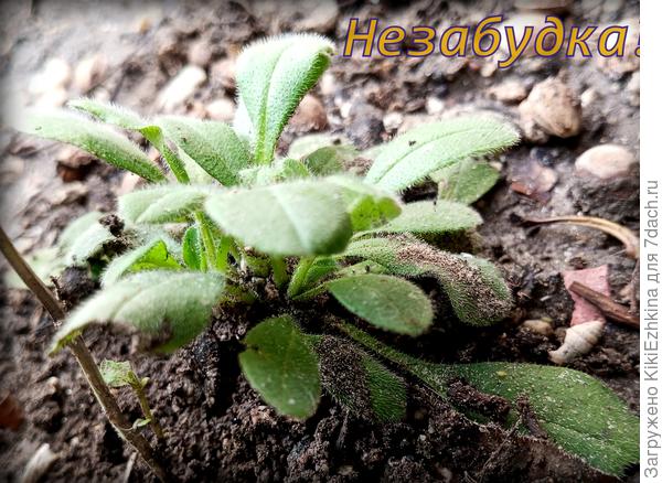 Неужели  выжила  моя  Незабудка из рассады?