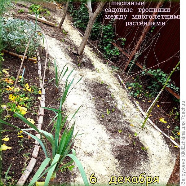 Вчера  засыпала песком дорожки-проходы, сегодян  пришлось сгребать золотой ковёр с этих дорожек - над ними осыпает листву Абрикос - самый  последний в саду... из числа  деревьев...