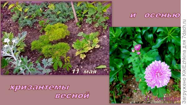 Уже  весной  заметно как растения  страдают от жары и  дневной засухи... Полив случается  только  вечером... Хризантемы успевают настрадаться! Видимо им нужен капельный полив!  Цвести начианют  глубокой осенью- при появлении дождей...