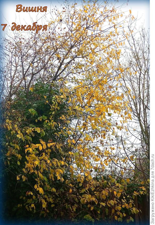 Дело идёт к середине  Декабря  , а мы  всё  ещё  листочки  подбираем :)