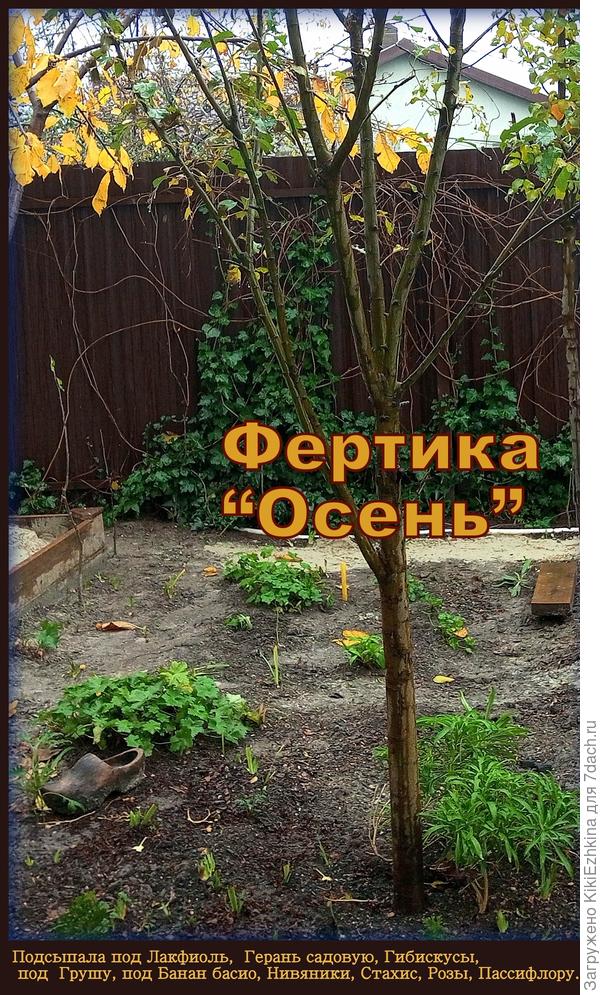 Некоторые растения  получили  поздне-осеннюю подкормку...