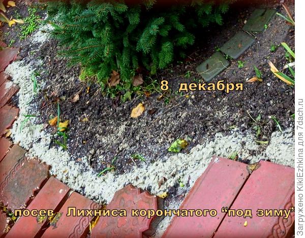 Наконец-то я надеюсь получить массовое цветение в уголке сада вокруг ёлочки...