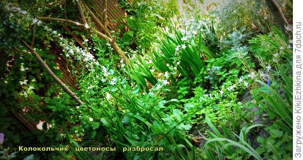 Начало августа - дневной Колокольчик пирамидальный...