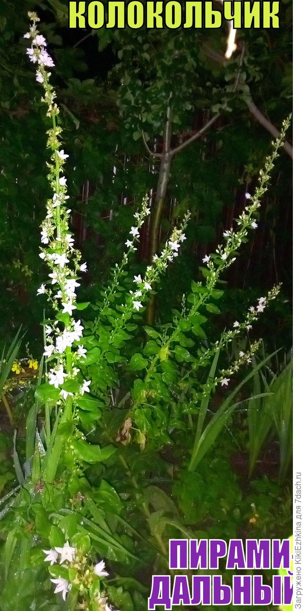 Август- Колокольчик пирамидальный в ночи...