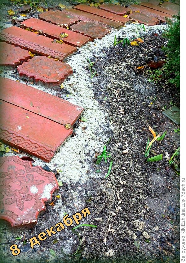 Семена не стратифицировала, надеюсь им хватит естественного холода за зимний период в ОГ...