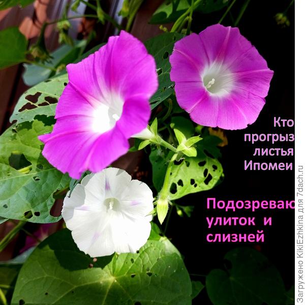 Особенное нашествие на  листву  я заметила по осени... Интересно, с чем это может быть связано?