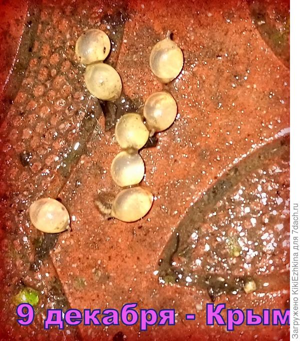 Вот такая  красотень , хоть в салат клади ! ;)  Стала думать:  так  кто же это наложил тут своих яиц? Неужели  крымская  улитка?