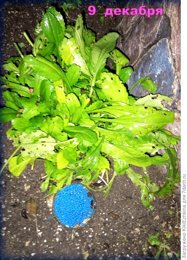 Вчера  по всему саду рассыпала  пакетик  &quot;грозы&quot; по крышечкам...