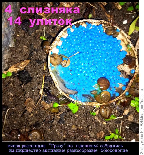 Сегодня заметен результат:  много &quot;гостей&quot;  понабежало  к приманке... и так  по всем ловушкам-отравительницам...