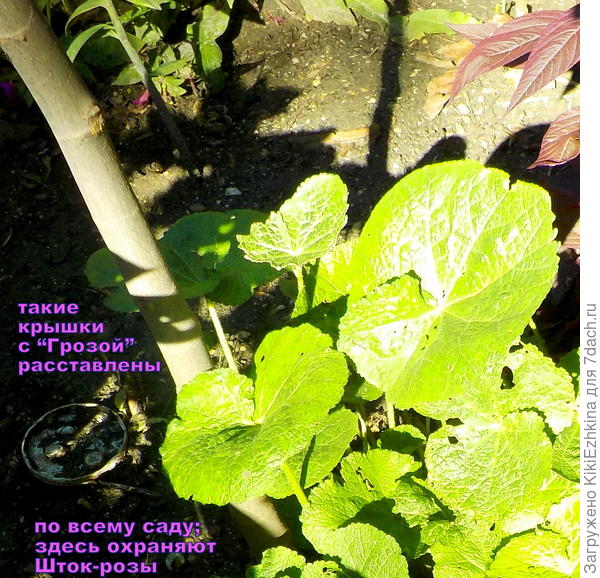 Летом все  брюхоногие любят погрызть мои Шток-розы... Приходится  принимать меры. Обычно в этих крышках я  нахожу  скопление всевозможных разнообразных видов  всяческих улиток...