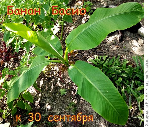 У меня  первые  листья  Банана вышли из зимы  с корявыми зубчатыми  верхними   кончиками листа, я их   через месяц удалила , когда наросли  ровные  листья...