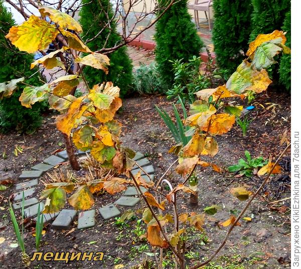 Сначала  у  меня была  идея-вынести за ограду сада, но потом я себе  представила  &quot;ПЛАЧ  по  фундуку&quot;! и отказалась благоразумно от этой идеи...  Пока занимаюсь  формировкой- но  бесполезно- всё-равно   кустом от земли  пучком расти хочет! Вырезаю поросль- снова  вырастает!