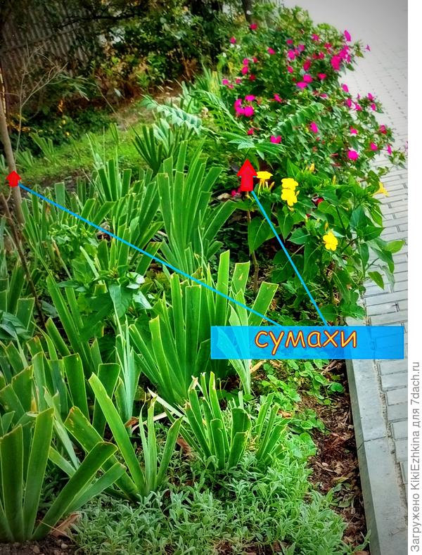 Дикорастущие Сумахи  за  оградой сада...