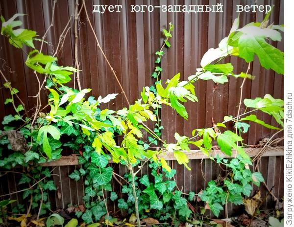 Гибискус   сирийский  во время  урагана... И всегда у нас  ветры с этой стороны!