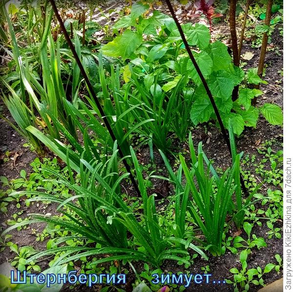 Каждый  цветок  имеет собственный  цикл  благоденствия...