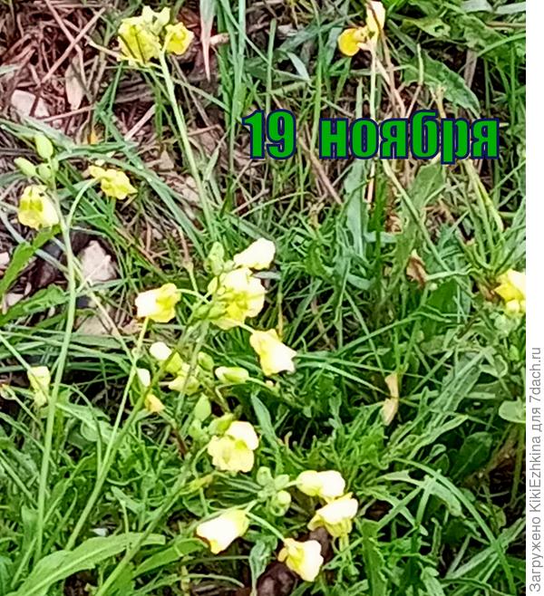 Не  знаю какой  полевой  цветочек  решил массово  зацвести на  полянке  вдоль дорожки...