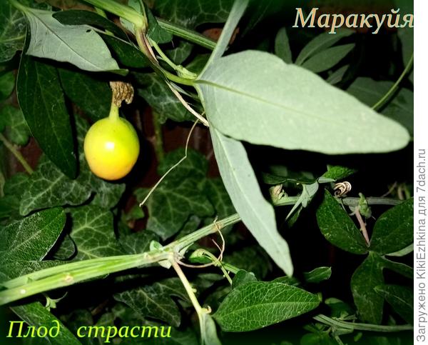Фиксирую:  14 декабря  первый  плод  созревает  на моей  Пассифлоре!  Значит не  зря  я   эту  лиану  у себя  завела! Экзот в чистом  виде!