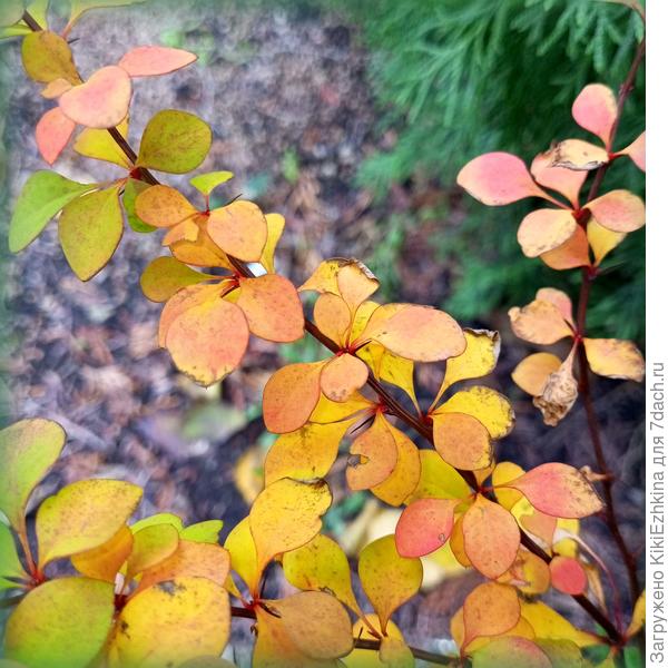 Однако ради  вот этой  весёлой  расцветки  я  его намерена держать в саду...