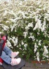 Вот  фотофакт - как обильно спиреи  там  цветут... Здорово работают озеленители!