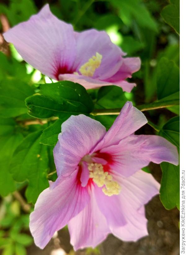 Так  цвёл  один из 16  саженцев, подаренных мне Владимиром три года назад!