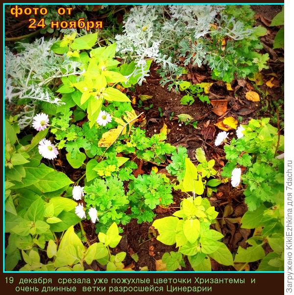 Сегодня расчистила вот этот уголок : теперь тут чистая земля, без зелени...