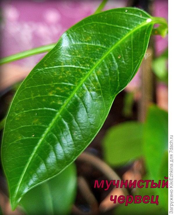 Эти белые  комочки при протирании спиртом сразу становятся рыжими...