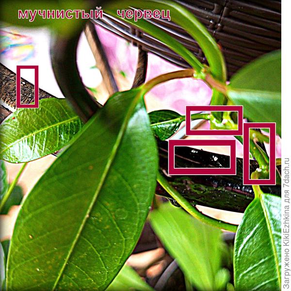 Регулярно осматриваю свои цветы в оранжерее  и  червеца  регулярно  нахожу...