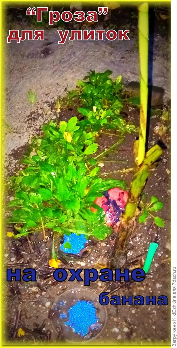 Даже в холодный  период  все  улитки просыпаются и  сползаются к  вкуснючей (по их  мнению)  отраве!