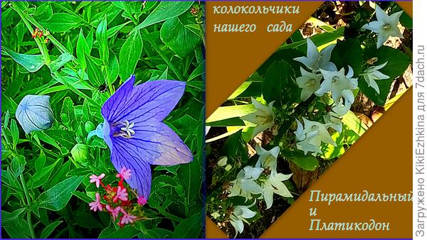 Третий  сезон  показал ,что же такое у  меня  столь долго росло и   пышно  зеленело...