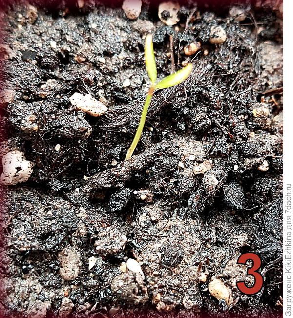 Росток  3