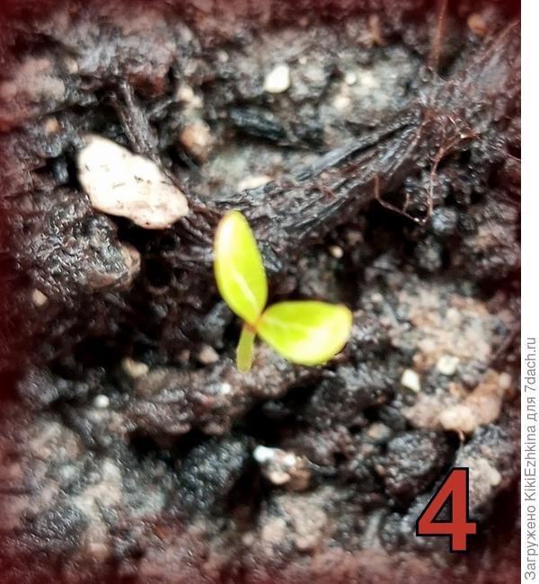 Росток  4