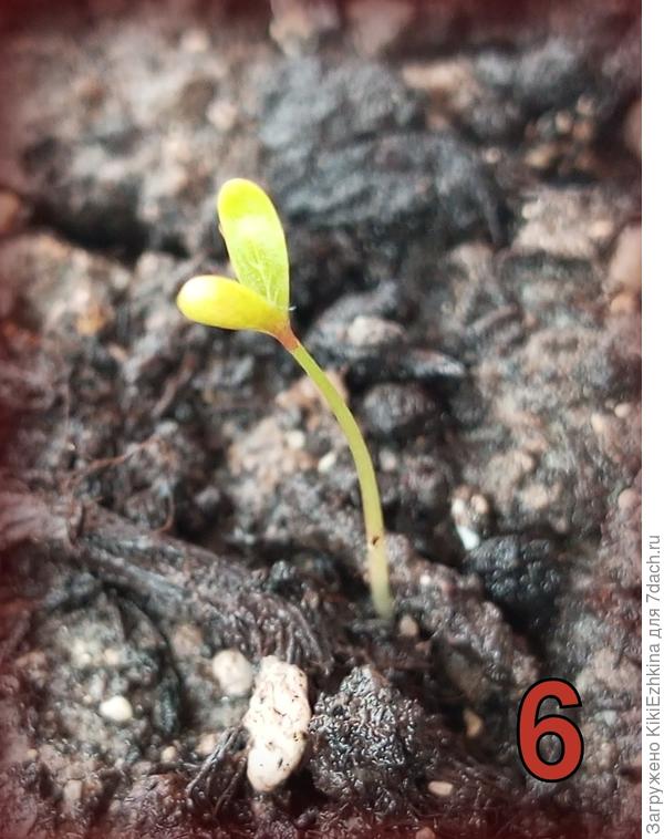 Росток  6