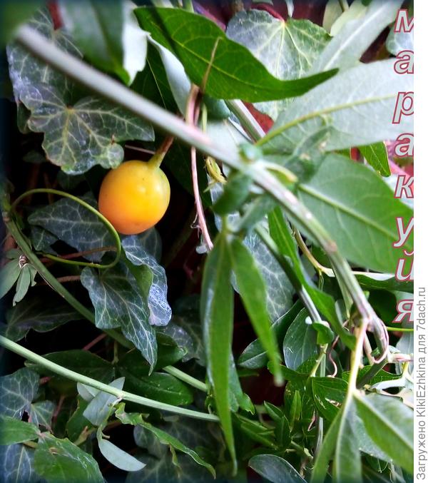 Плод  пока вызревает постепенно (мелкий по размеру)...