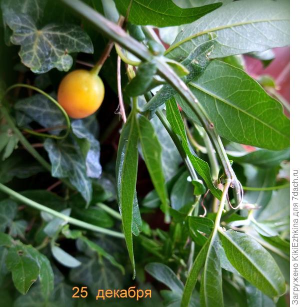 Расплетала плети Пассифлоры , которые  вперемежку с Плетистыми розами  рядом  растут  , и в очередной раз сняла первого нашего экзота :  плод Маракуйя...