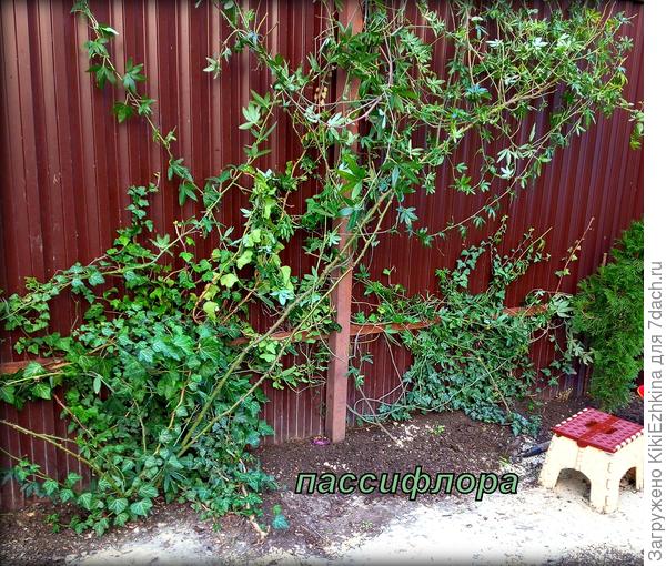 Здесь  можно видеть разные  плети этих трёх  разных лиан...