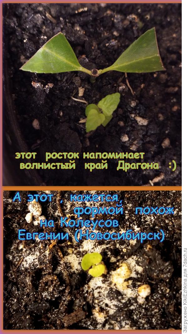 Обратите  внимание, формы   листиков  стали как-то  проклёвываться, а вот цвет вообще не угадывается  как  Блэк  Драгон ... Увы!