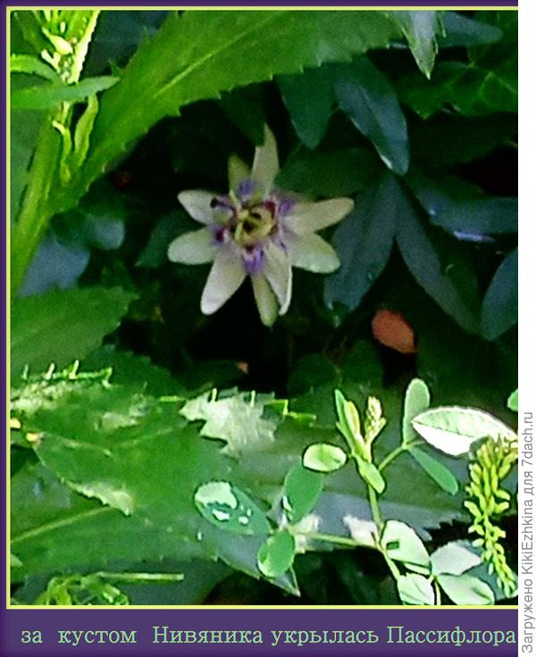 Цветок не очень яркий,  однако  всё-таки весьма  оригинальный  по своему строению...