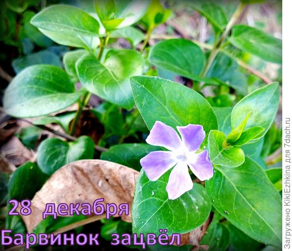 Очень  меня удивил в этом зимнем  сезоне  Барвинок! -Зацвёл перед Новый годом!