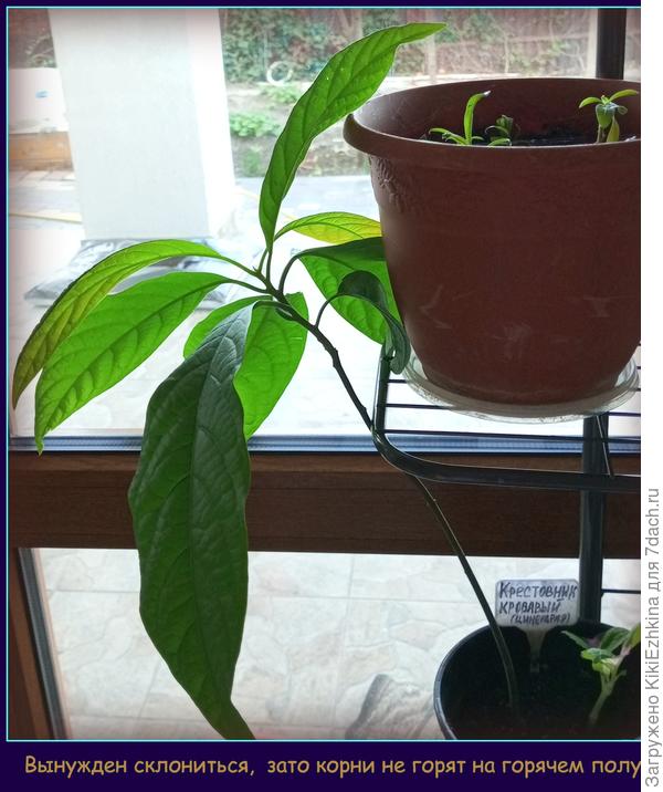 Первому больше повезло -  стоял под дверью-видимо,  тут пол был попрохладнее - корни  вроде бы не пострадали от тёплых полов!