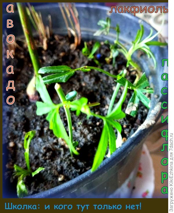 Горшок  под авокадо был выбран объёмный и глубокий, а сам авокадо оказался обрезанным,  в итоге к нему временно подселены росточки  других (уличных) растений - пусть наращивают корешки, а  по весне- в грунт пойдут...