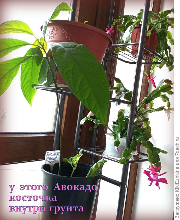 На  новом  месте  проживания  мне Авокадо(отклонённый)  очень нравится: листики  сочно-зелёные на просвет - поднимают настроение!