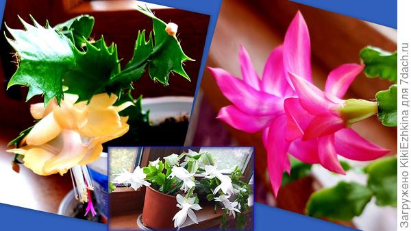 Белый, розовый (давние жители моего подоконника) ,  а  вот жёлтый -  новичок!  Свекольный  цвёл  несколько раньше...