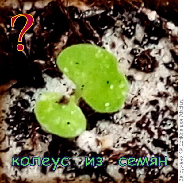 Похож  мой росток на ваших  или нет? - Обратите  внимание  на  асимметричность  двух супротивных листьев...