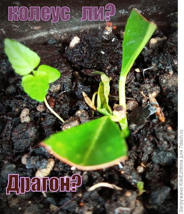 Слева росток  непонятного происхождения пока!