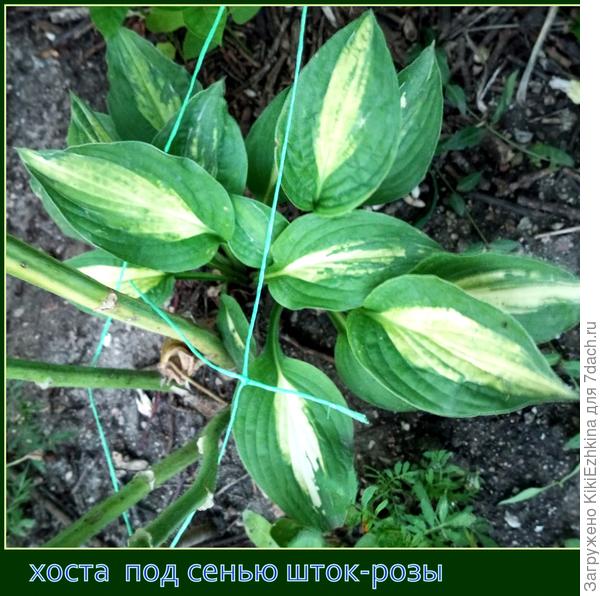 Этот  сорт хосты.кажется, наиболее  устойчив к нашим условиям (или  ему  в этом месте больше воды достаётся?) - рядом из шланга что-нибудь постоянно летом смываем,обмываем,ополаскиваем- сливается  водичка  под эти хосты...