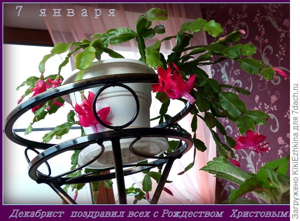 Поздравляю всех с прошедшим Рождеством и приближающимся Старым Новым годом! Праздники продолжаются! :)