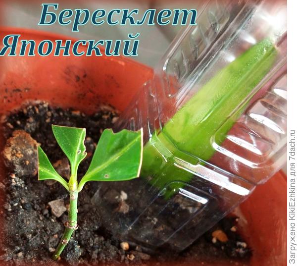 В данный  момент в горшке растут двое, бересклет по весне может  переселиться  на бордюрчик , а сансевьера  останется расти и развиваться,надеюсь,что  и она  укоренится!